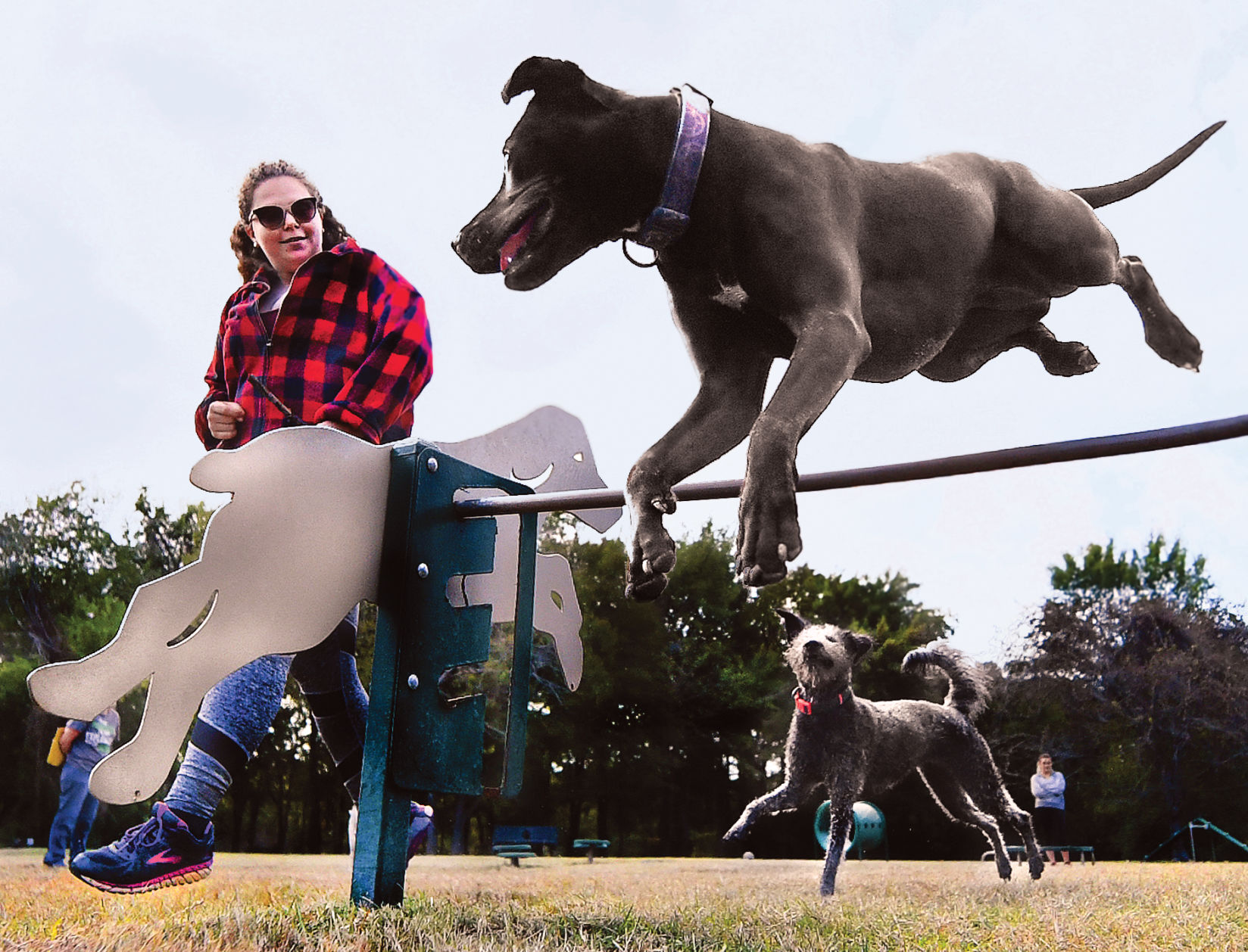 Dog Jumping